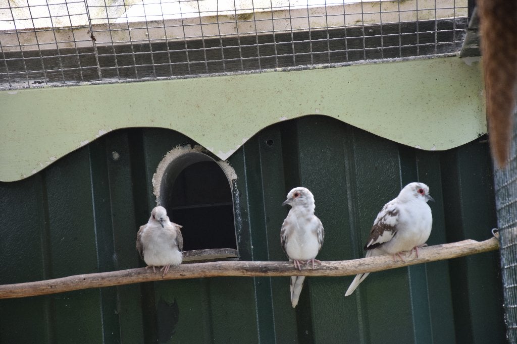 vogels diamantduif, Meerdere dieren, Overige soorten