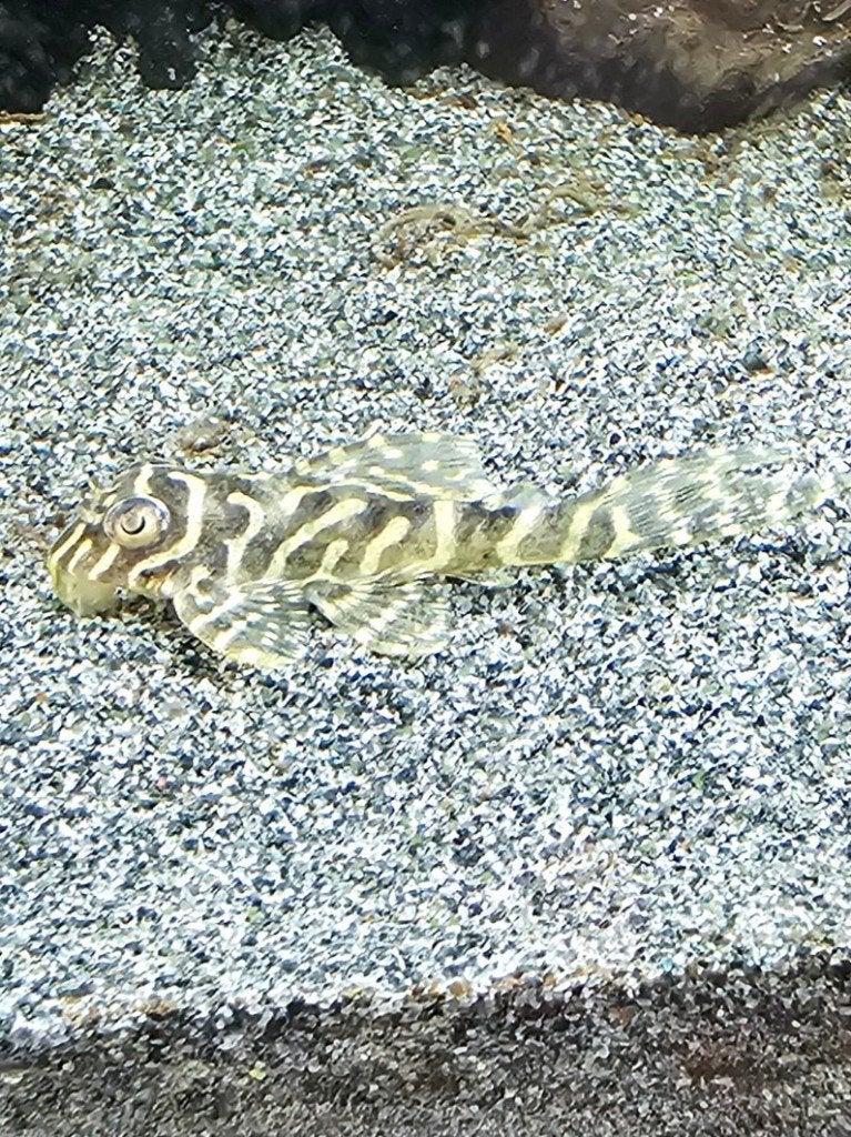% 2 x L066 Hypancistrus Peckoltia king tiger pleco algeneter, Dieren en Toebehoren, Vis, Zoetwatervis