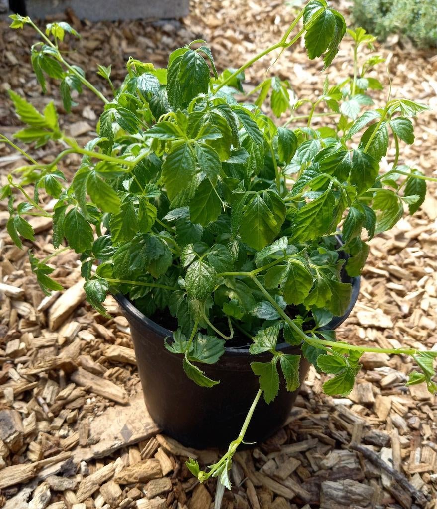 Flinke gynostemma planten, Ophalen