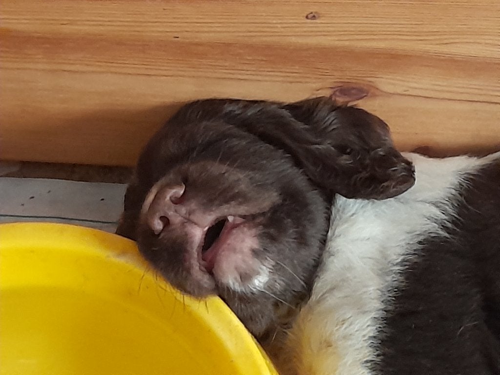 Heidewachtel, Kleine Münsterländer Reutje pup beschikbaar, Dieren en Toebehoren, 8 tot 15 weken, Meerdere, Meerdere dieren, Duitse Staande hond