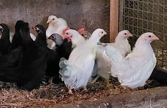 Trio Chabo wit of zwart, Dieren en Toebehoren, Pluimvee, Meerdere dieren, Kip