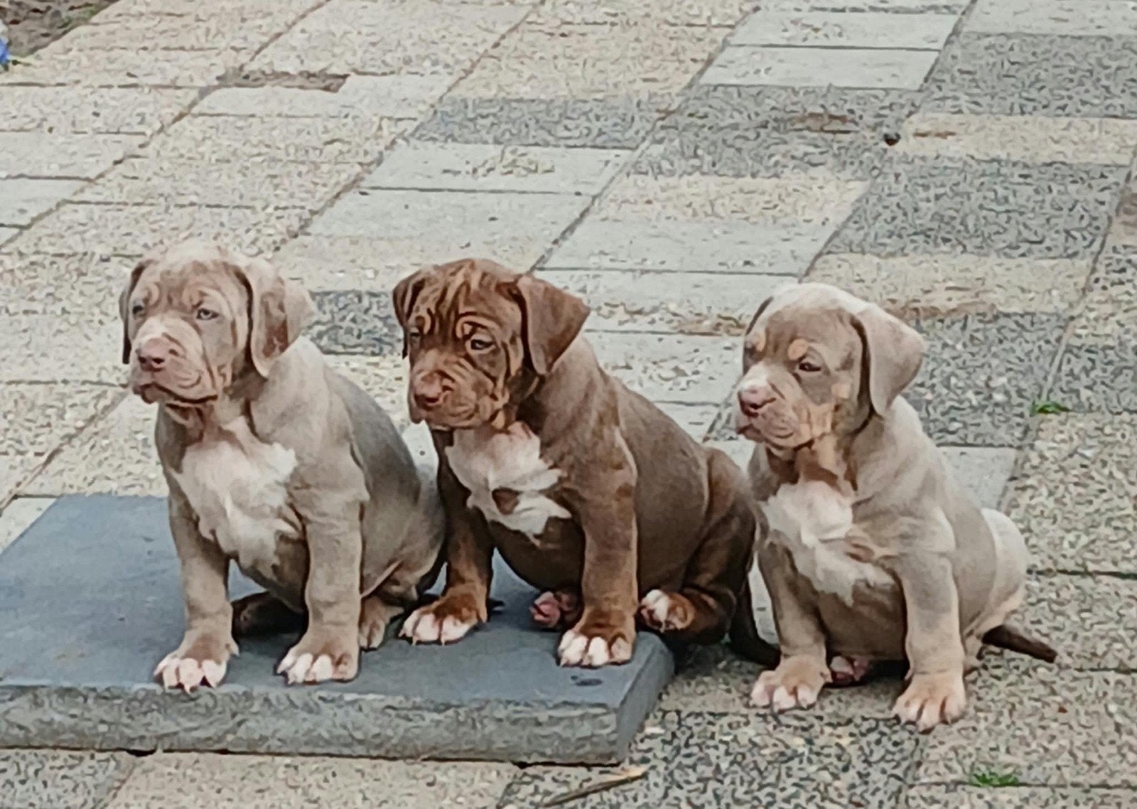 American Bully XL teefjes, Dieren en Toebehoren, Overige rassen, Meerdere, Meerdere dieren, Nederland