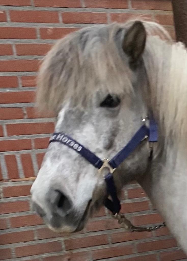 Ijslander merrie 5 jaar schimmel/bont, Dieren en Toebehoren, Paarden, Merrie, Minder dan 160 cm, Met stamboom, Zadelmak