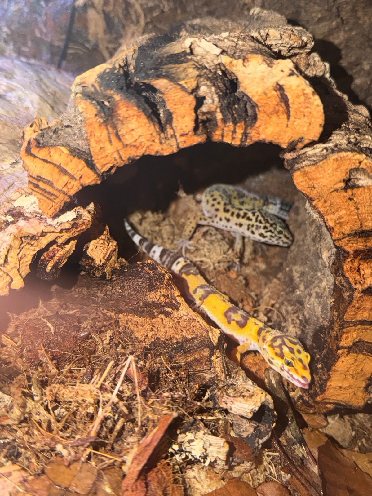 Luipaardgekko’s 2x met terrarium, Met terrarium, 0 tot 2 jaar