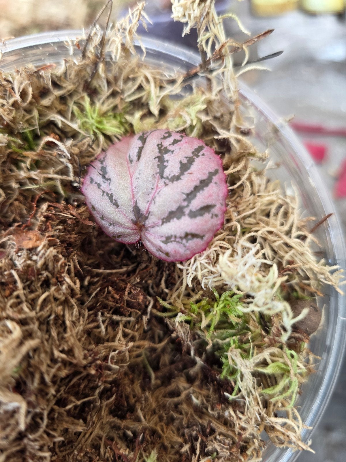 Begonia Hybrid Noid, Huis en Inrichting, Kamerplanten, Ophalen of Verzenden, Halfschaduw, Minder dan 100 cm