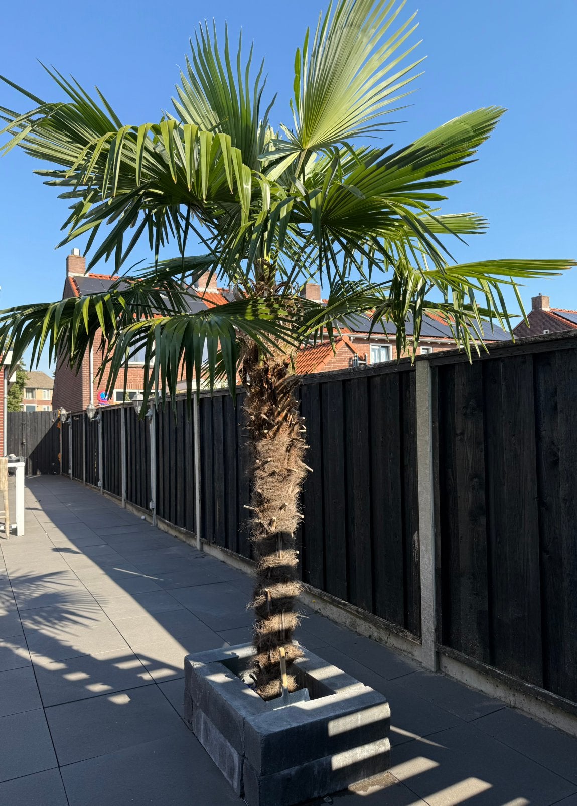 Grote Palmboom winterhard trachycarpus fortunei, 100 tot 250 cm, Zomer, Palmboom, Ophalen
