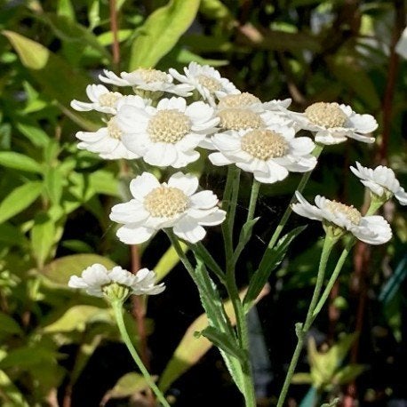 Zaden Achillea Tante Stientje, Ophalen of Verzenden, Volle zon