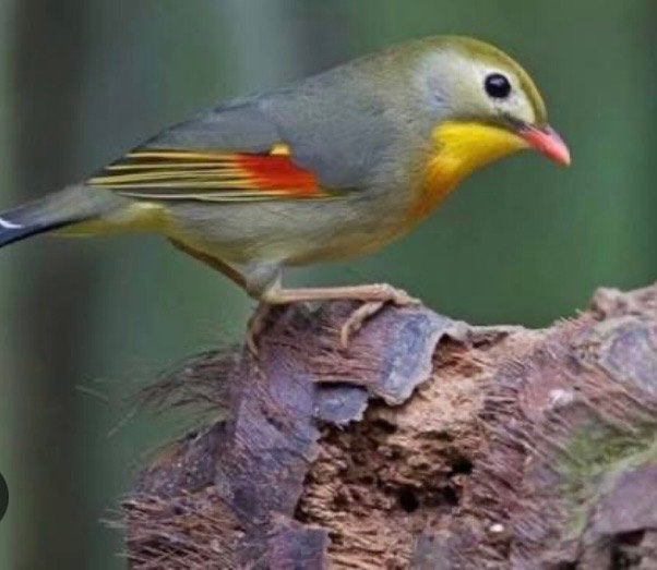 Japanse nachtegalen koppel, Dieren en Toebehoren, Meerdere dieren, Geringd