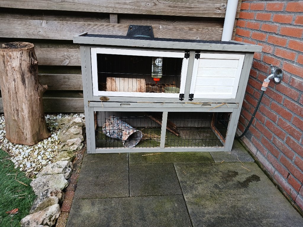 Twee mannelijke cavia's met luxe hok, Dieren en Toebehoren, Februari, Mannelijk, Cavia