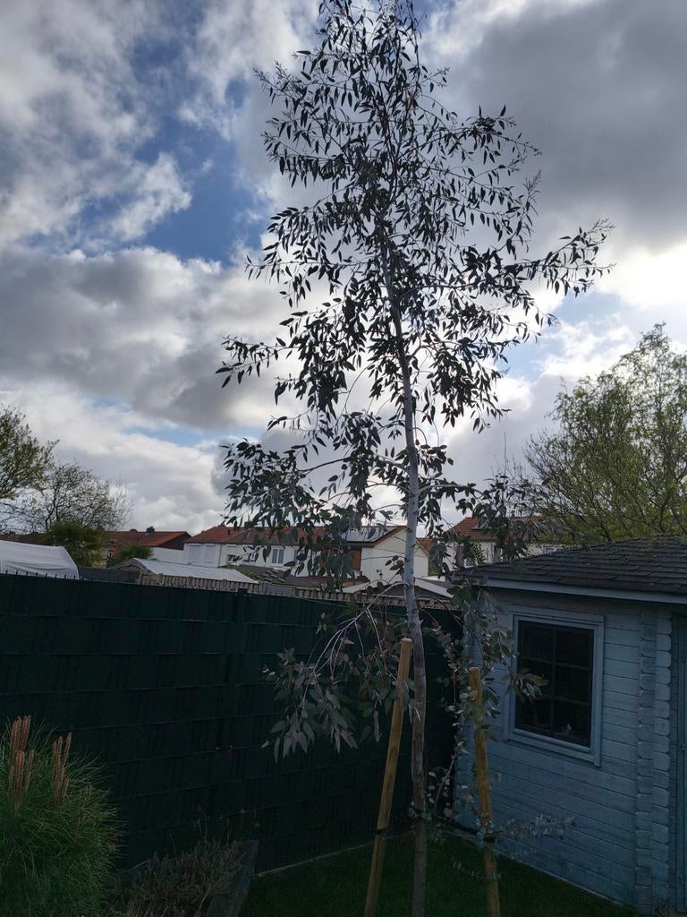 Grote Eucalyptus boom van ongeveer 4 meter hoog, Tuin en Terras, Ophalen, Overige soorten, 400 cm of meer