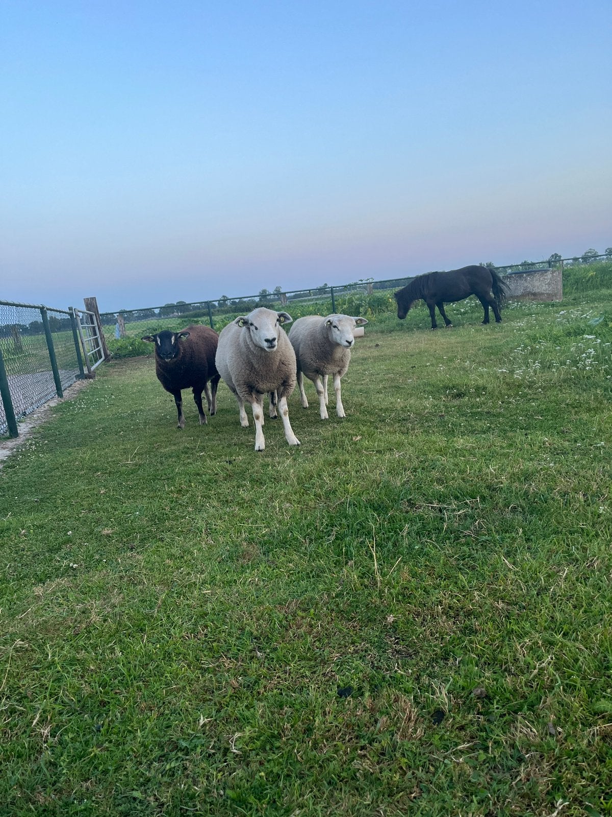 Mooie Swifter rammen, Mannelijk, Schaap, 0 tot 2 jaar