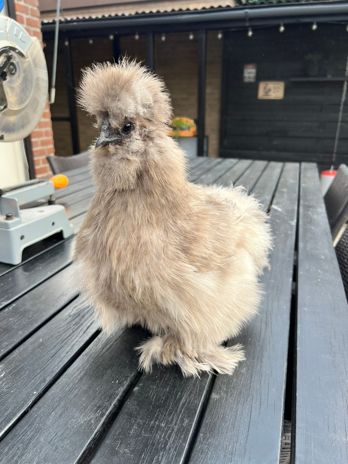 Zijdehoen hen - 6 maanden oud, Dieren en Toebehoren, Pluimvee, Vrouwelijk, Kip