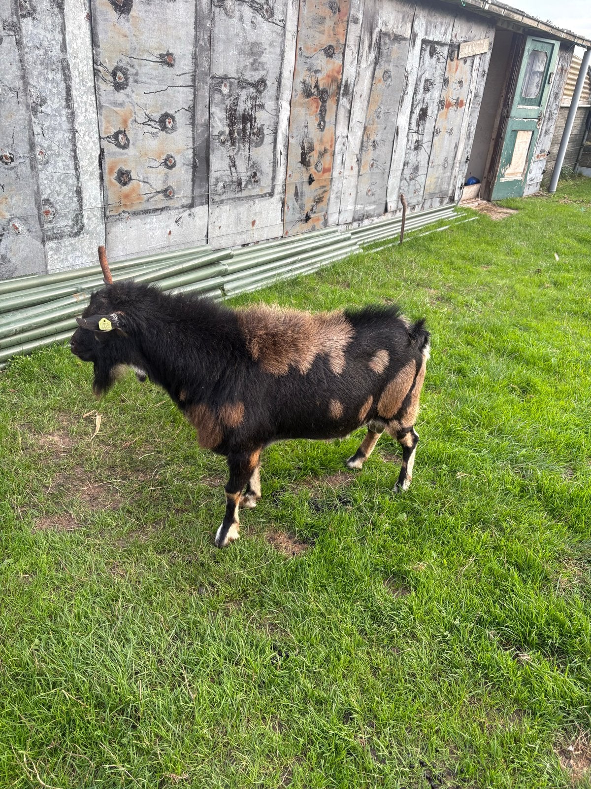 Hoornloze bok te koop, Dieren en Toebehoren, Mannelijk, Geit, 3 tot 5 jaar