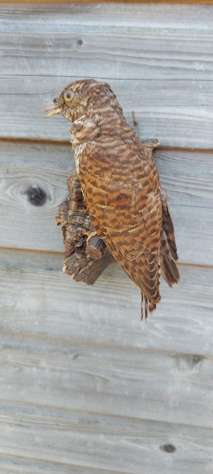 Opgezette vogel, Verzamelen, Ophalen of Verzenden, Zo goed als nieuw, Vogel, Opgezet dier