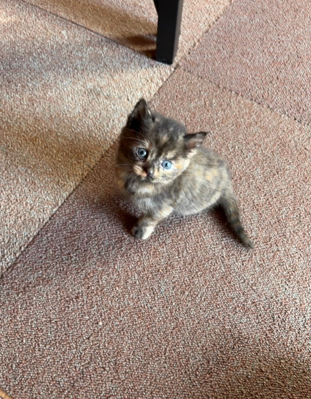 mooi nestje kittens moeder siamees, Meerdere dieren, Ontwormd