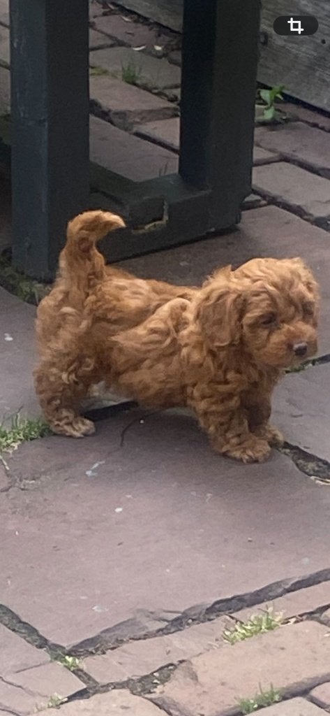 toy poedel pups mogen naar een nieuw huisje, Poedel, Parvo, 8 tot 15 weken, Meerdere