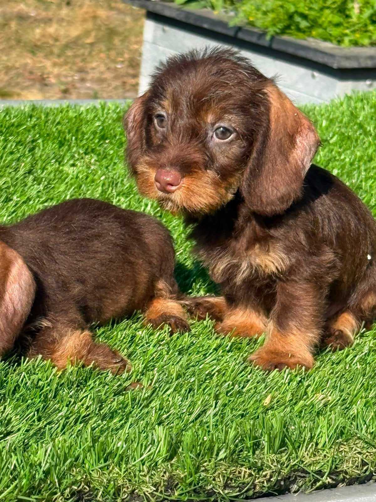 Te koop mooie Ruwharige Dwergteckel pups, Dieren en Toebehoren, Nederland, 8 tot 15 weken, Dwerg, Meerdere
