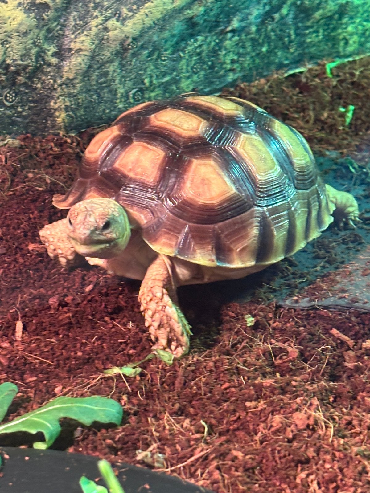 Sulcata Schilpad met of zonder terrarium., Dieren en Toebehoren, Schildpad, 0 tot 2 jaar
