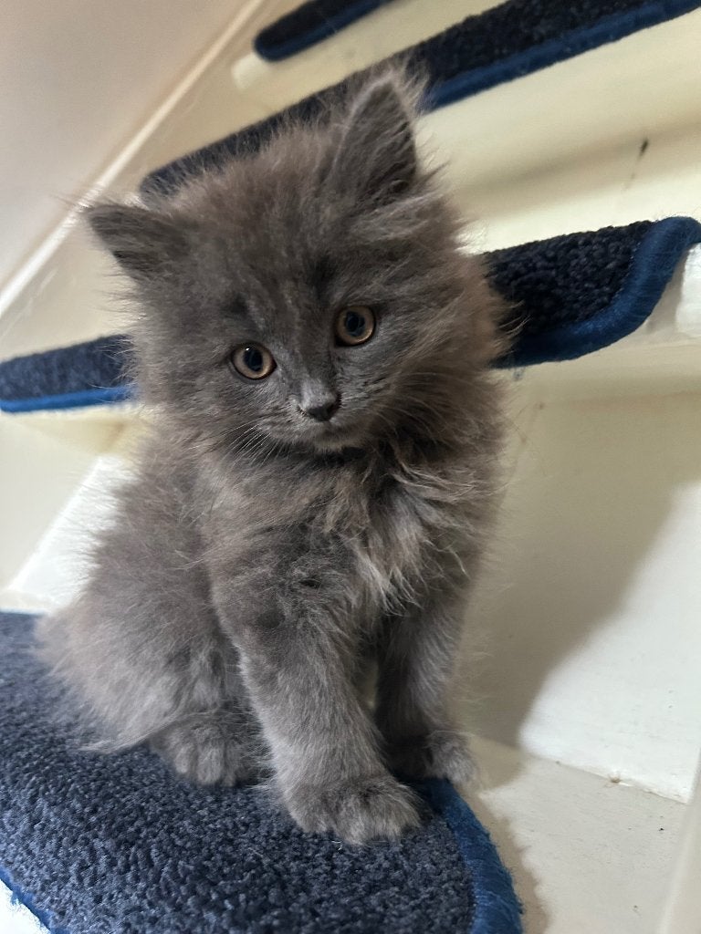 Britse langhaar kitten kater langharig blauw grijs, Dieren en Toebehoren, Kater, Ontwormd, 0 tot 2 jaar
