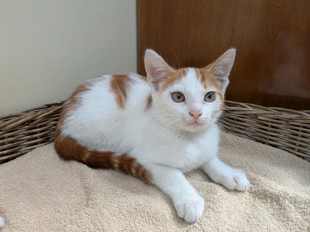 te koop Kittens, Meerdere dieren, Kortharig, 0 tot 2 jaar