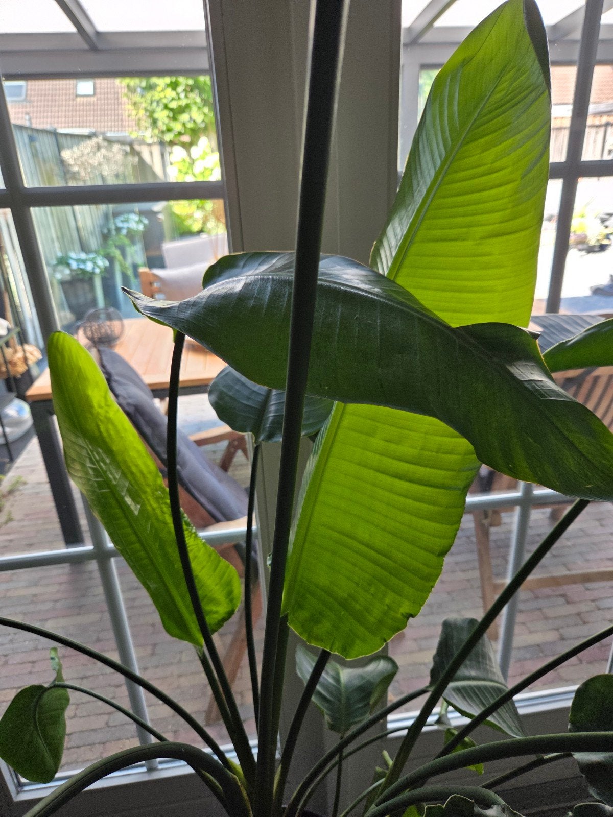 Grote Strelitzia incl. pot en mica standaard, Ophalen, Overige soorten, In pot, 150 tot 200 cm