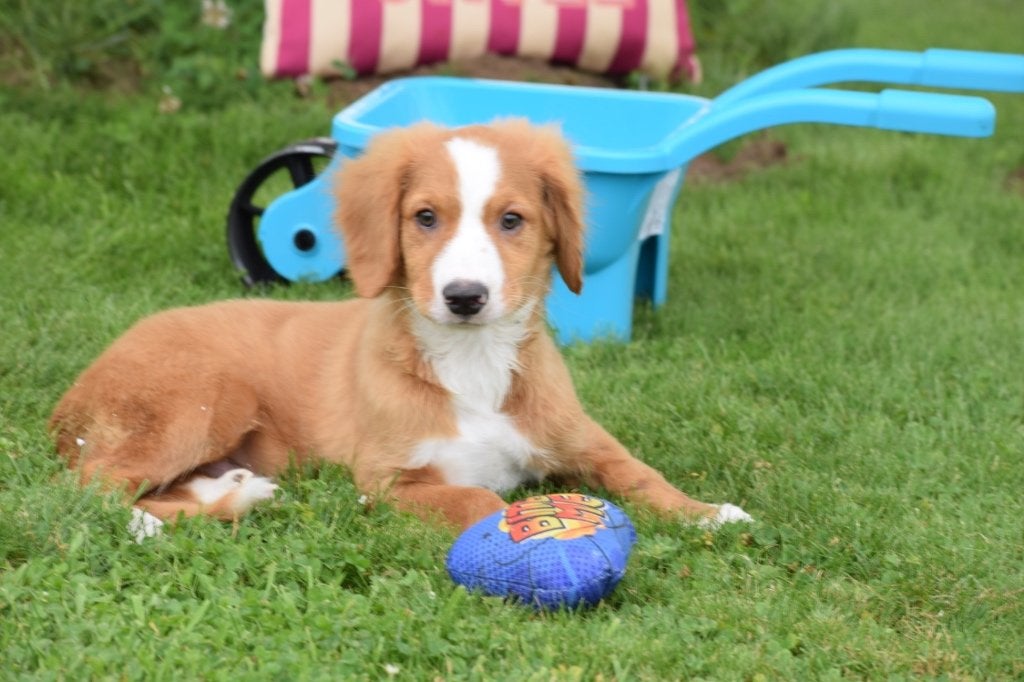 Nova Scotia duck tolling retriever pups, België, Overige rassen, 8 tot 15 weken, Meerdere