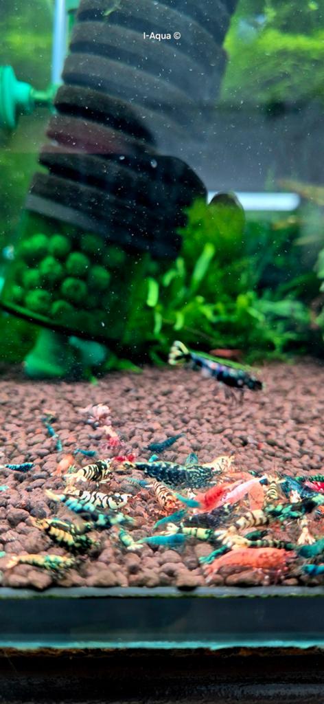 Foto 19 van Skittles caridina garnalen bezorging mix 10+5 gratis!