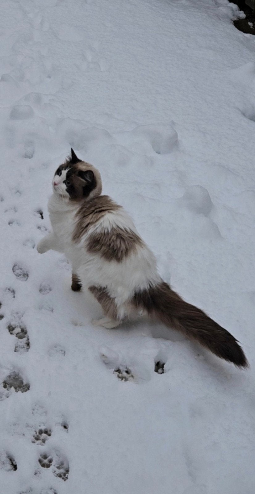 Twee prachtige Ragdoll poezen met stamboom, Poes