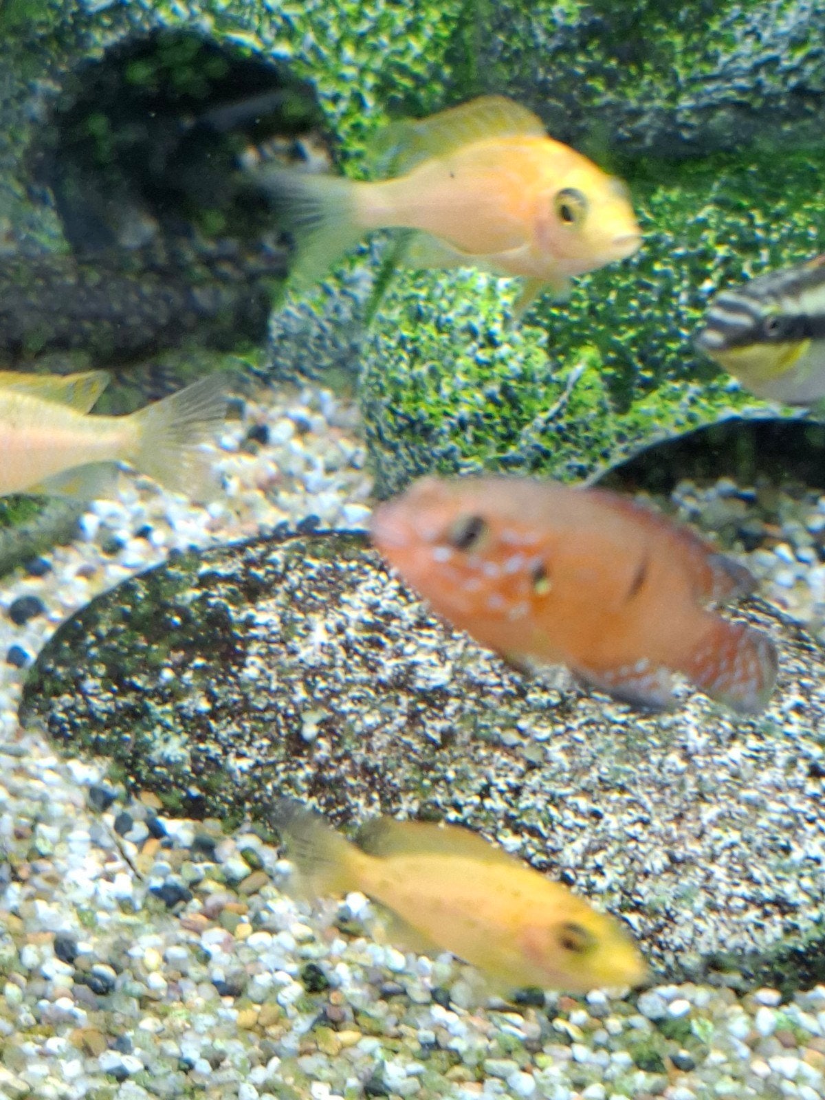 Diverse chiclide a 2 euro te koop, Vis