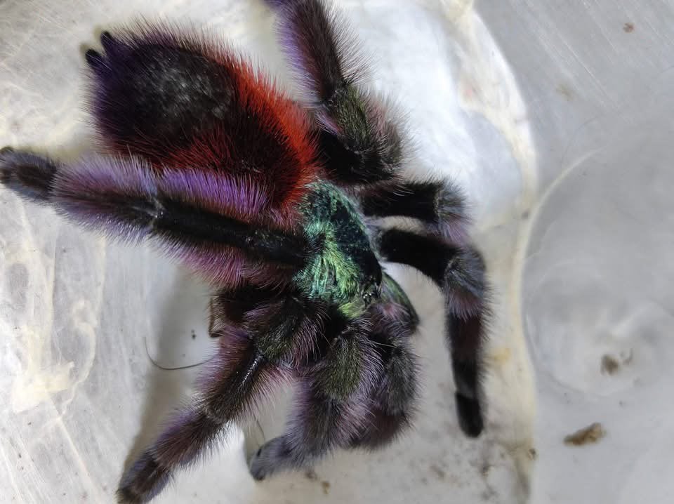 Caribena versicolor - Veelkleurige Boomspin - vogelspinnen, Spin of Schorpioen