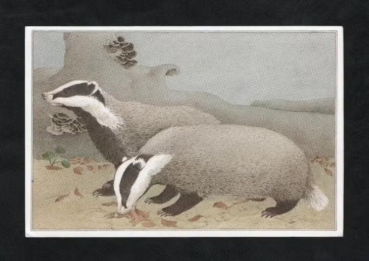 Dassen Meles Meles Marter Europese Das, Ophalen of Verzenden, 1960 tot 1980, Ongelopen, Wild dier