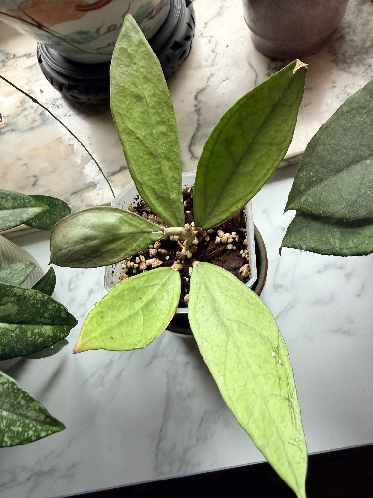 Hoya Germany silver plant, Huis en Inrichting, Verzenden, Halfschaduw, Minder dan 100 cm