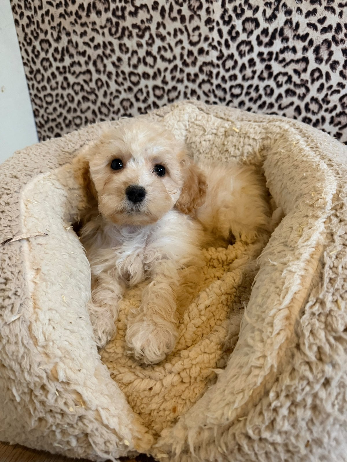 Maltipoo pups, maltipoo x toy poedel, Dieren en Toebehoren, Nederland, Overige rassen, CDV (hondenziekte), 8 tot 15 weken