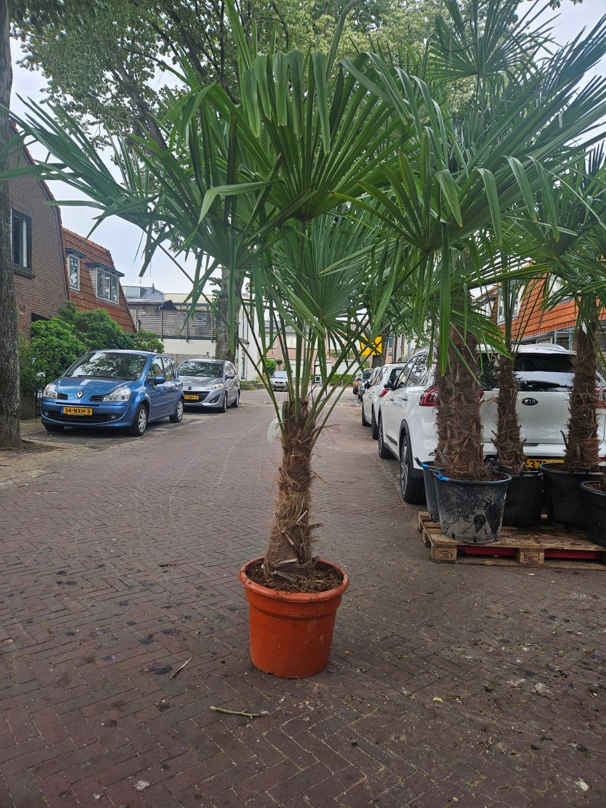 Diverse maten palmbomen - Trachycarpus Fortunei vanaf 95, Volle zon, Ophalen of Verzenden, 100 tot 250 cm, Zomer