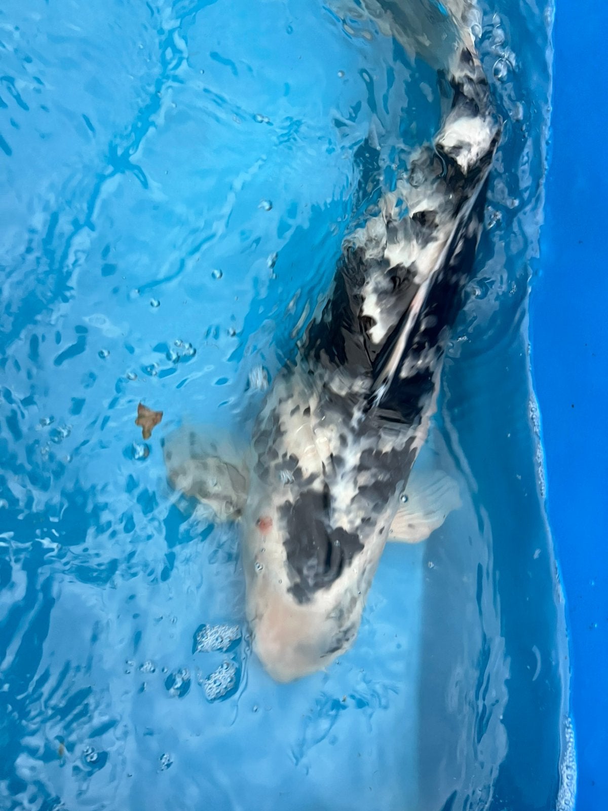 Grote koi van 50-55cm, Dieren en Toebehoren, Karper of Koi