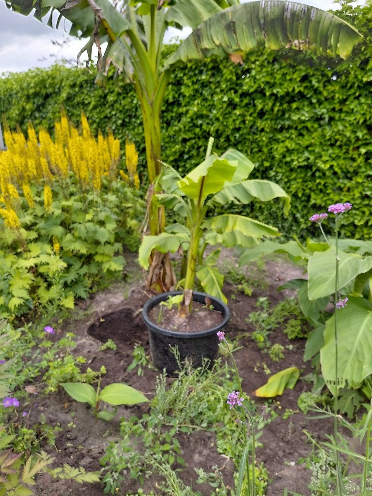 Musa basjoo ( Banenenboom ), Tuin en Terras, Ophalen, Vaste plant, Overige soorten, Volle zon