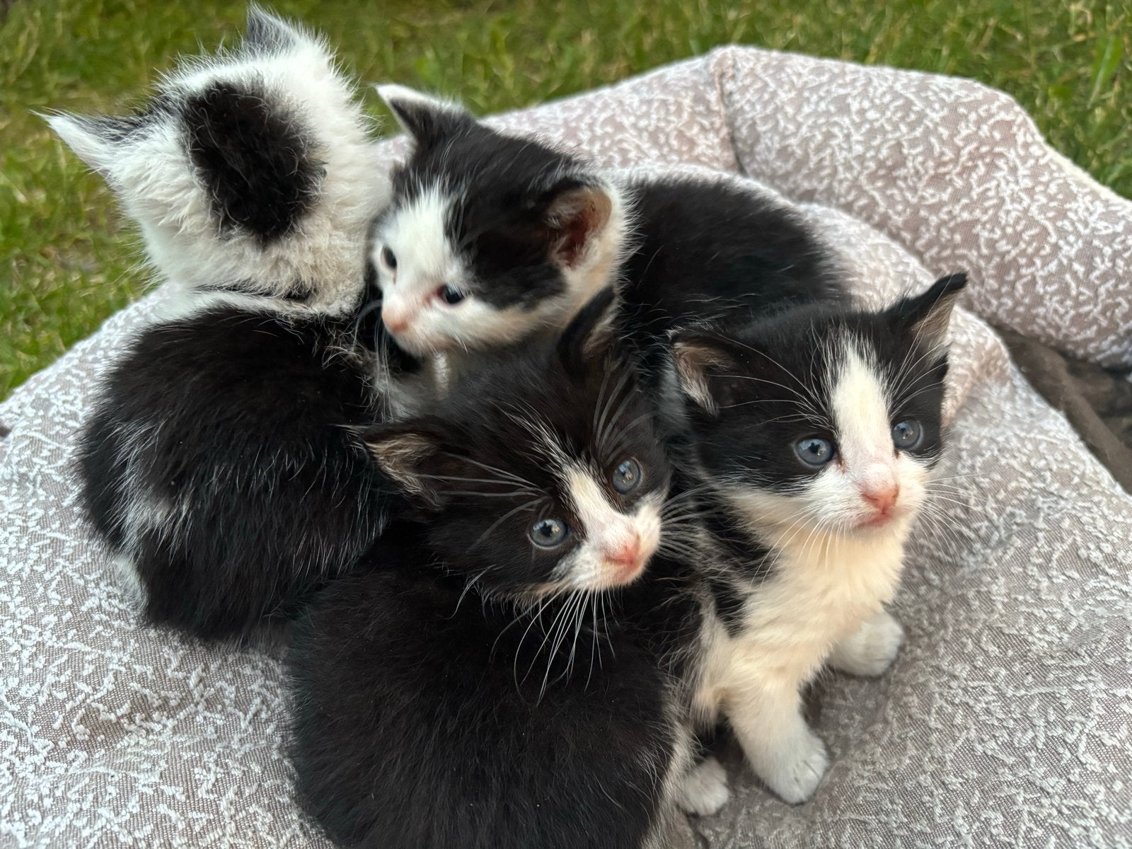 Jonge kittens 4 stuks, Dieren en Toebehoren, Geslacht onbekend