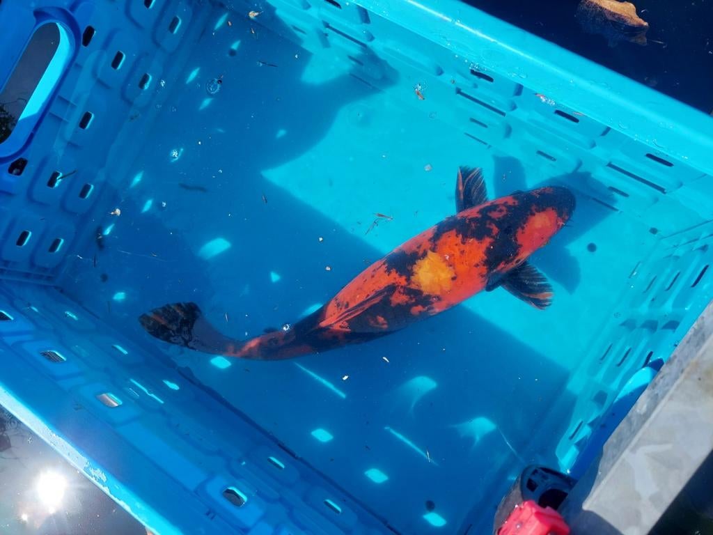 Koi karper, Dieren en Toebehoren, Vissen | Vijvervissen, Karper of Koi