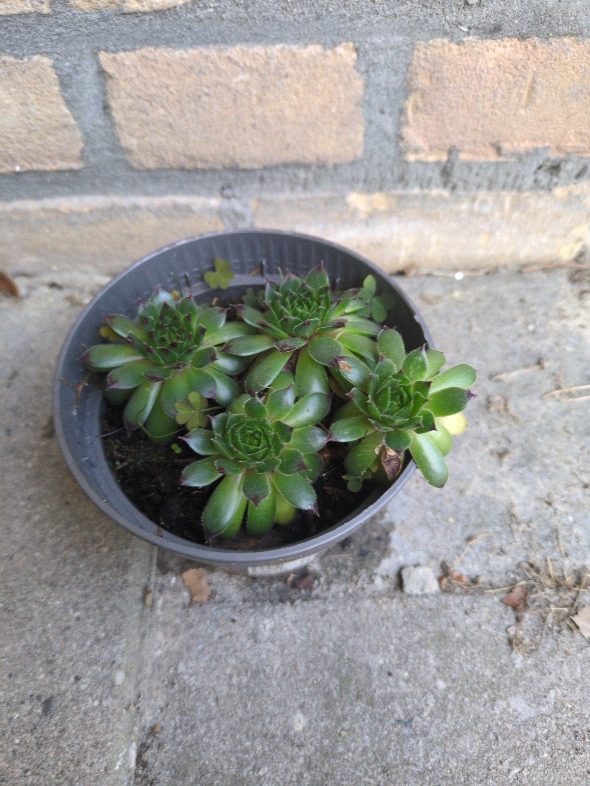 Sedum vetplantjes (Sempervivum) - Jonge plantjes, Ophalen of Verzenden