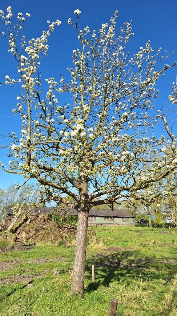 Unieke Giesser Wildeman hoogstam peer stoofperenboom, Ophalen, 400 cm of meer, Perenboom, Lente