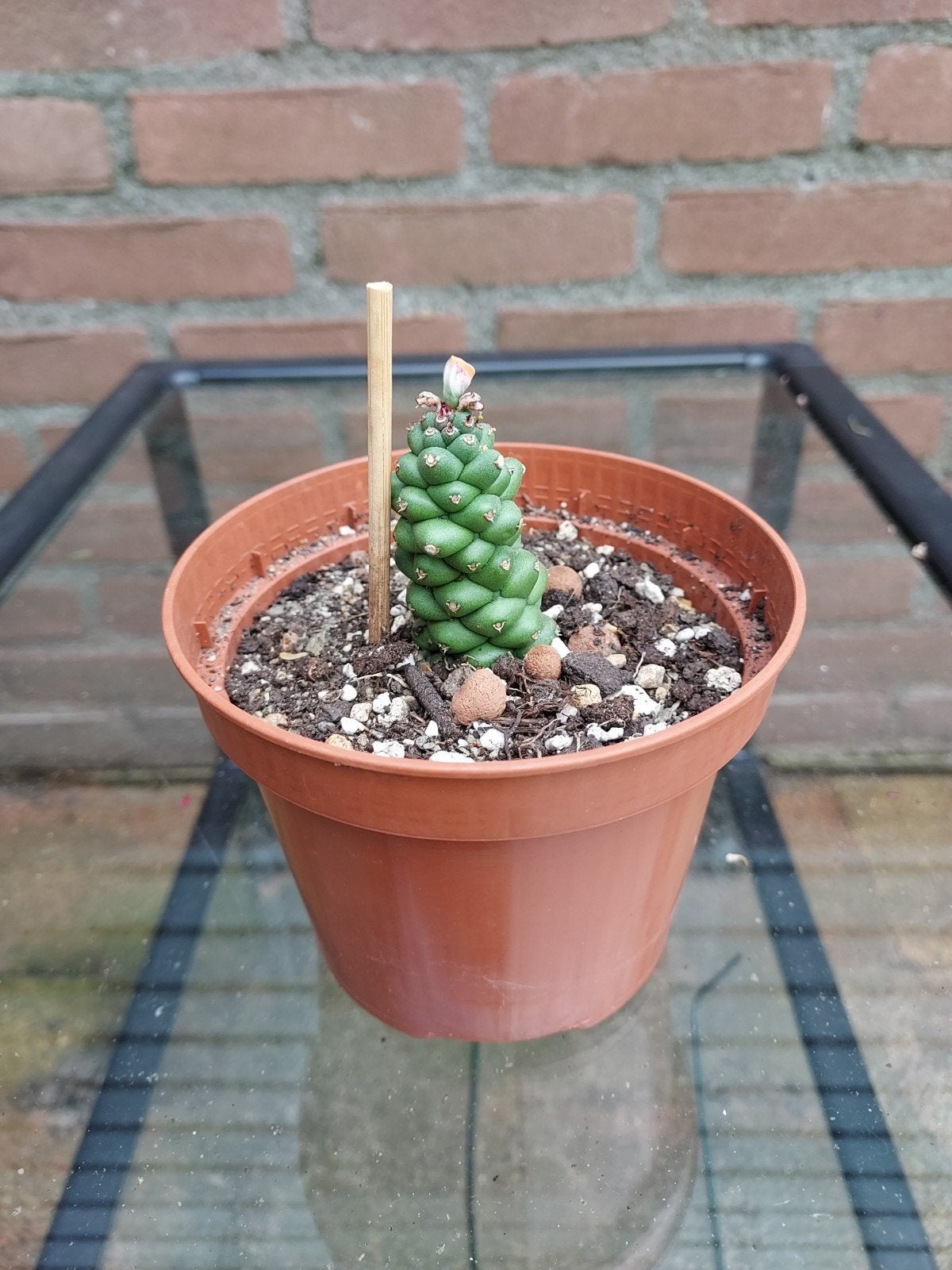Euphorbia Ritchiei, Overige soorten, Volle zon, Vaste plant, Ophalen of Verzenden