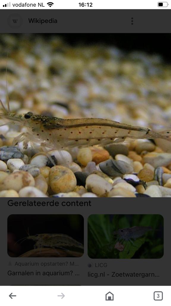 Neocaridina garnaaltjes bruin., Dieren en Toebehoren, Kreeft, Krab of Garnaal