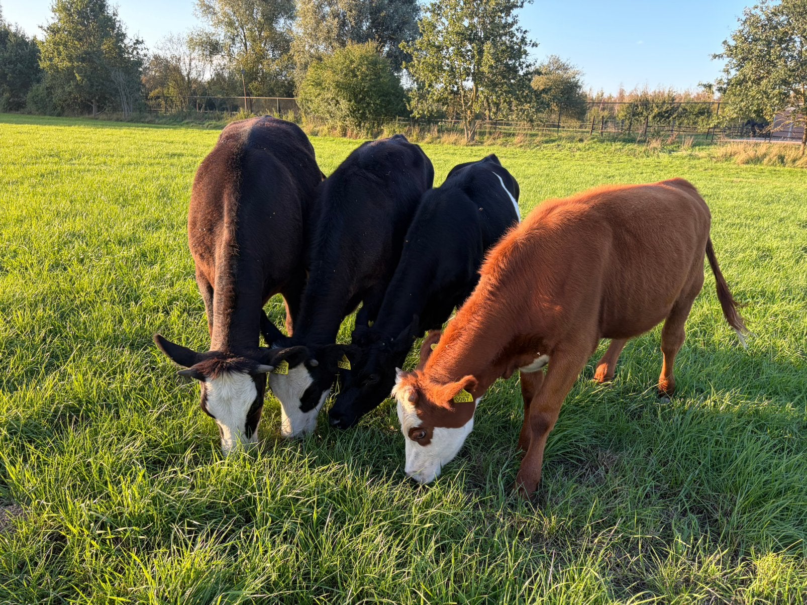Runderen te koop, Dieren en Toebehoren