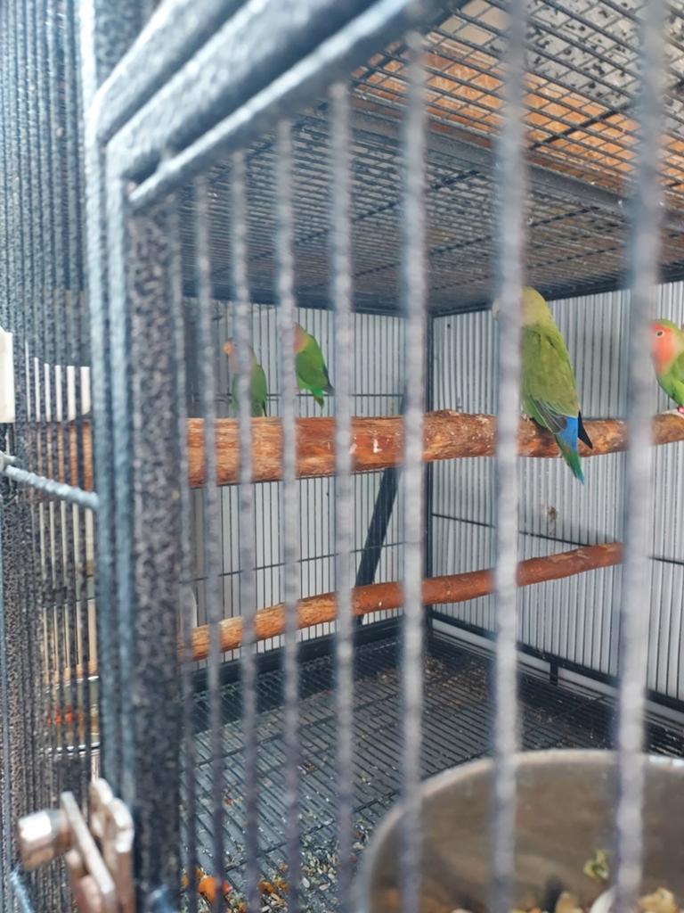 Tekoop jonge  agnepornisen om tam te maken, Meerdere dieren, Dwergpapegaai of Agapornis, Tam