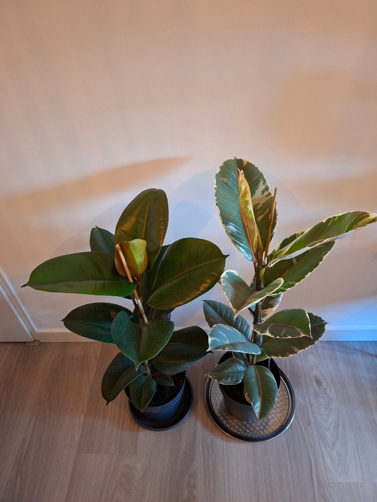 Ficus Tineke planten Rubberplant Bonte Ficus, Huis en Inrichting, Ophalen, Ficus, 100 tot 150 cm, Halfschaduw