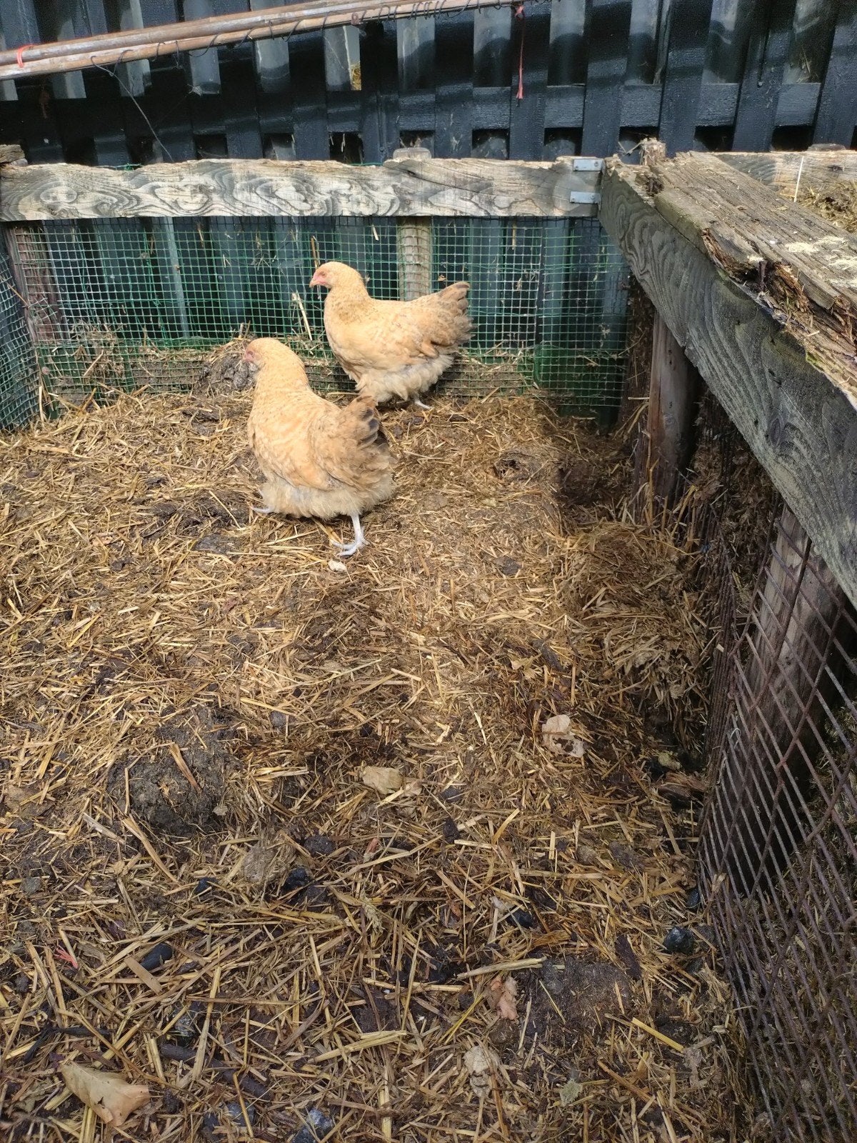 4 jonge orpington hennen te koop, Dieren en Toebehoren, Pluimvee, Vrouwelijk, Kip