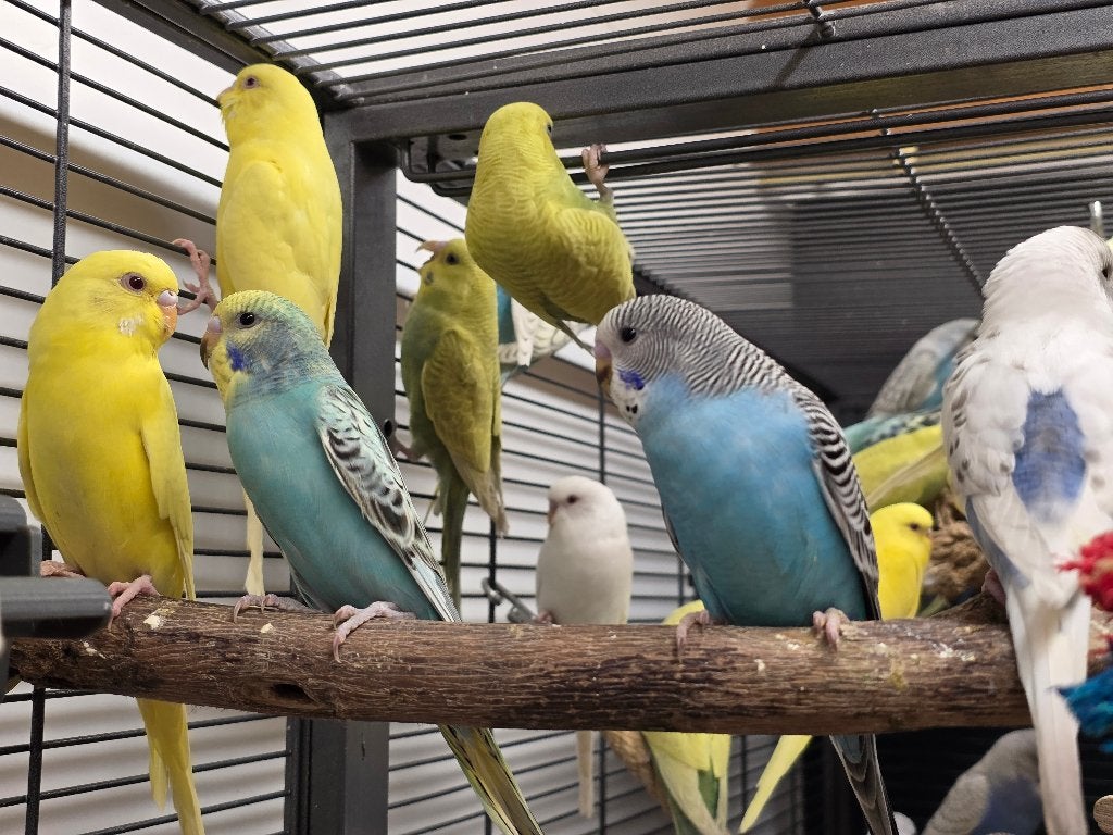 Jonge Baby Grasparkieten | Div. Kleuren | Handtam, Meerdere dieren, Parkiet, Pratend
