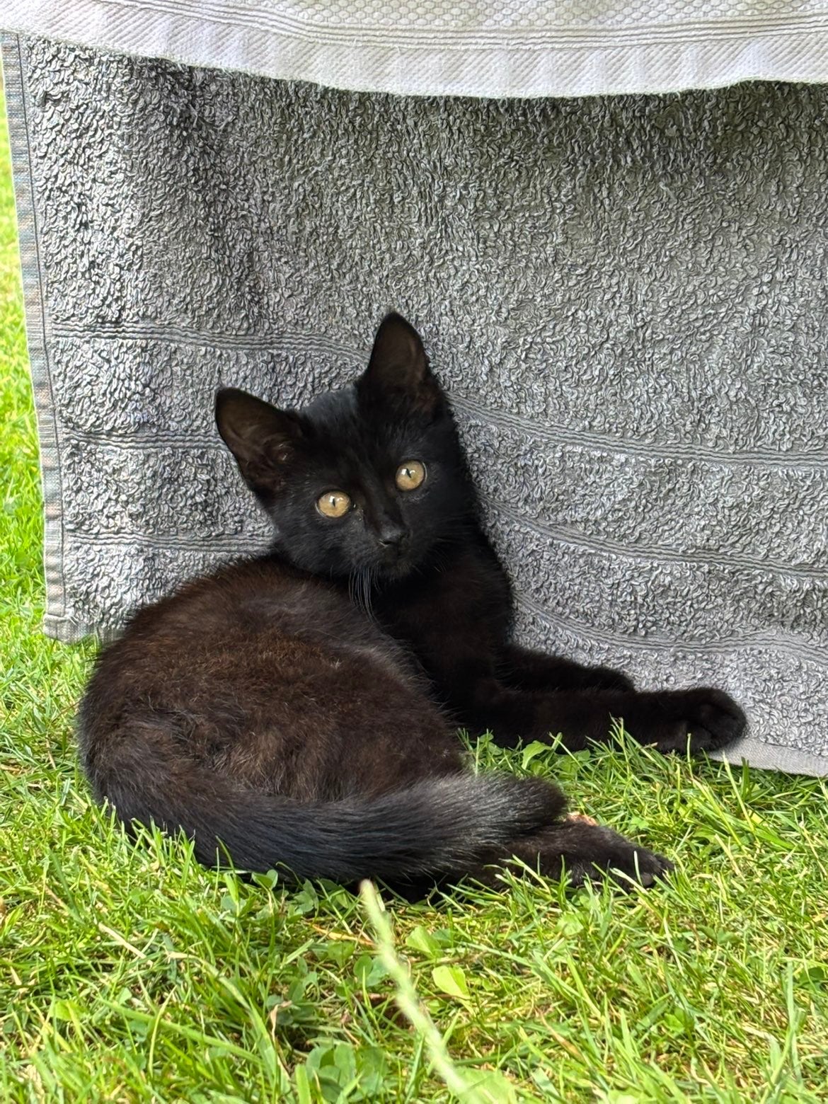Boeren kittens te koop, Dieren en Toebehoren, Meerdere dieren