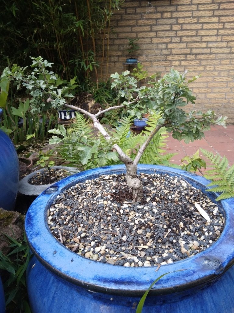 Bonsai, Ophalen, Halfschaduw, Overige soorten, Lente