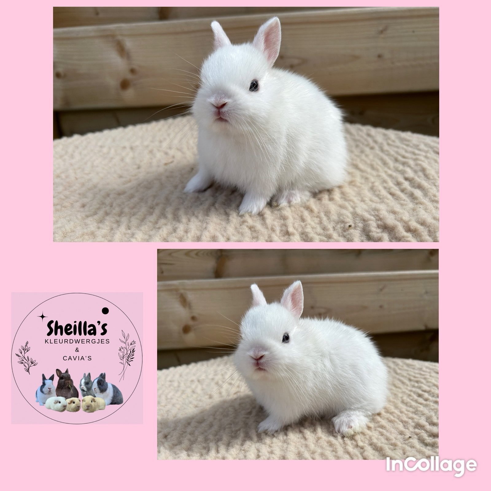 Kleine schattige kleurdwerg konijntjes, Dieren en Toebehoren, Meerdere dieren, Dwerg, 0 tot 2 jaar